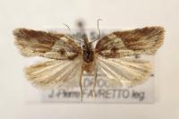 Acleris hastiana