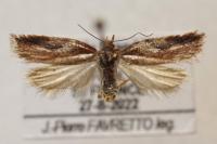 Acleris hyemana