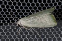 Earias vernana