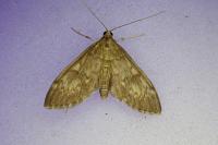 Anania lancealis
