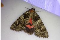 Catocala promissa