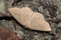 Cyclophora ruficiliaria