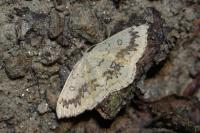 Cyclophora annularia