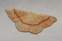 Cyclophora quercimontaria