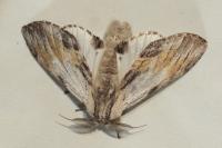 Harpyia milhauseri