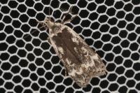 Anacampsis blattariella/populella