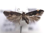 Stomopteryx flavipalpella