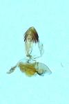 Stomopteryx flavipalpella