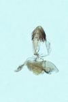 Stomopteryx flavipalpella