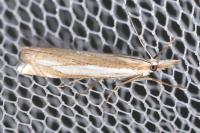 Crambus pascuella