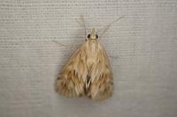 Cynaeda dentalis