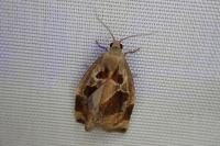 Archips crataegana