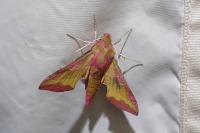 Deilephila porcellus