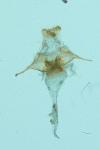 Episema grueneri