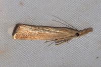 Agriphila straminella