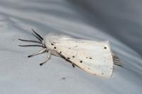 Spilosoma lubricipeda