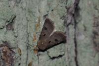Agrotis exclamationis