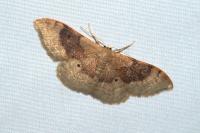 Idaea degeneraria