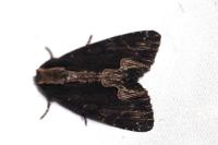 Dypterygia scabriuscula