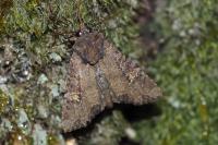 Mesapamea secalella/secalis