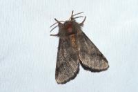 Thaumetopoea processionea