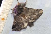 Thaumetopoea processionea