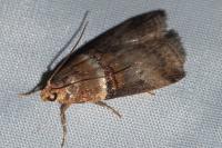 Acrobasis tumidana