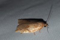 Acleris ferrugana/notana