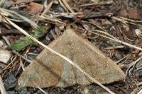 Pechipogo strigilata