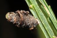 Coleophora saturatella