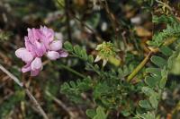 Coleophora coronillae