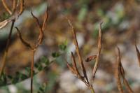 Coleophora coronillae