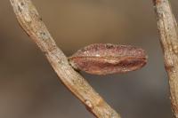 Coleophora coronillae