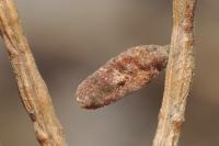 Coleophora coronillae