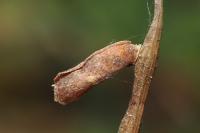 Coleophora coronillae