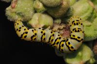 Cucullia lychnitis