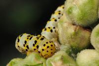 Cucullia lychnitis