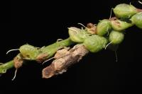 Coleophora trifolii