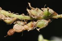 Coleophora trifolii