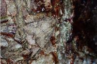 Mesapamea secalella/secalis