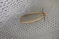 Collita griseola