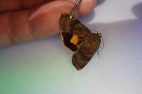 Noctua janthe