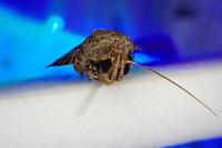 Amphipyra pyramidea