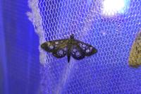 Anania coronata