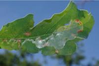 Acrocercops brongniardella