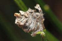 Coleophora saturatella