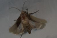 Agrotis bigramma
