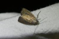 Coenobia rufa
