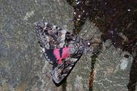 Catocala coniuncta