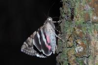 Catocala coniuncta
